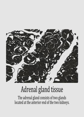 Adrenal gland tissue