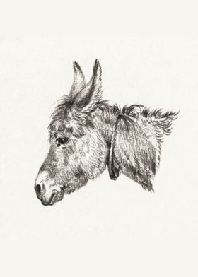 Head of a donkey