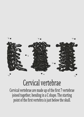 Cervical vertebrae