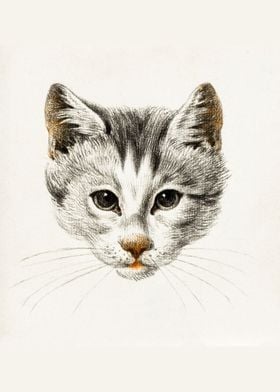 Sketch of a cat