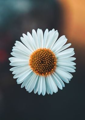 Shasta daisy Plant