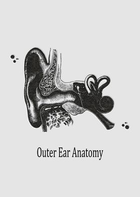 Outer Ear Anatomy