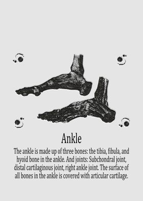 Ankle