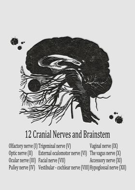 12 Cranial Nerves and Brai