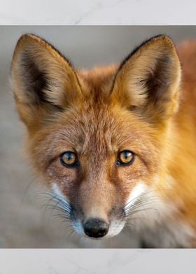 Fox Animal