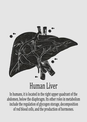 Human Liver