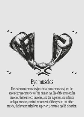 Eye muscles