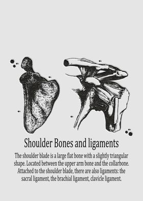 Shoulder Bones and ligamen