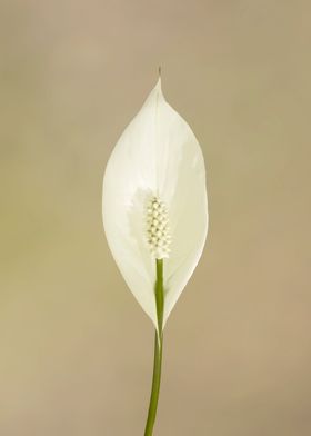 Peace lily blossom