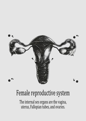 Female reproductive system