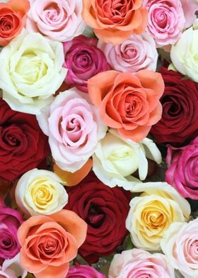 Colorful roses