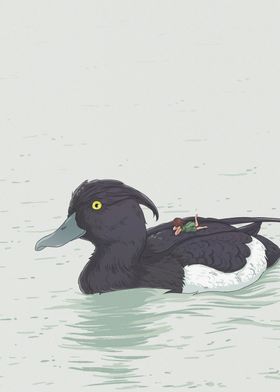 Giant Tufted Duck