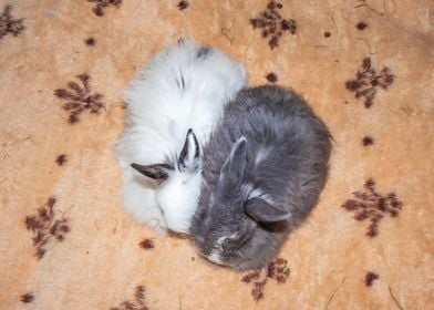 Baby Jersey wooly bunny