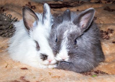 Baby Jersey Wooly bunnies