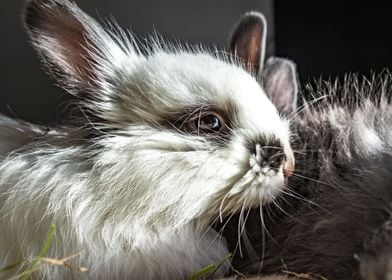 Baby Jersey wooly bunny