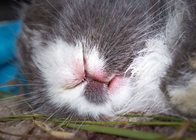 Baby Jersey wooly bunny