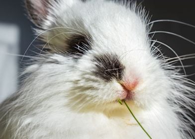 Baby Jersey wooly bunny