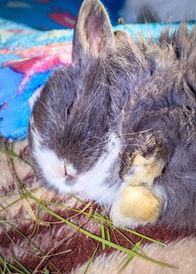 Baby Jersey wooly bunny