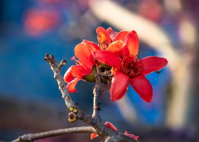 Bombaxceiba in focus