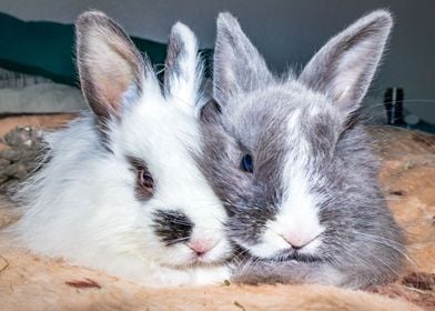 Baby Jersey wooly bunny