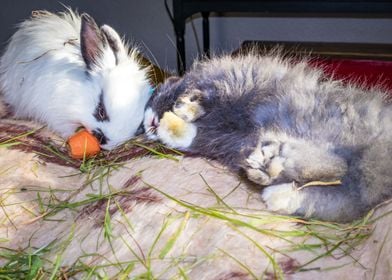 Baby Jersey wooly bunny