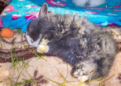 Baby Jersey wooly bunny