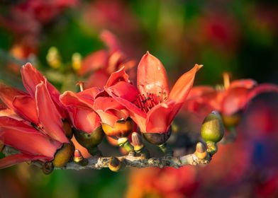 Bombax ceiba in focus