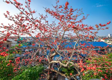 Blooming  Bombaxceiba 