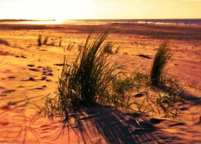 Dune grass in the sand