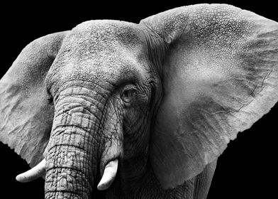 Animal Elephant Monochrome