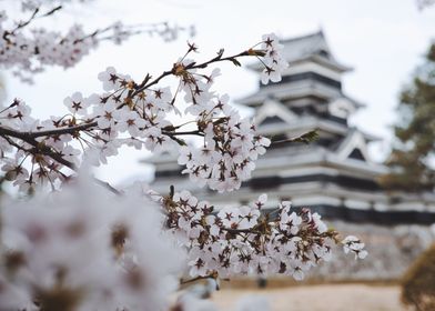 White petals in Japan