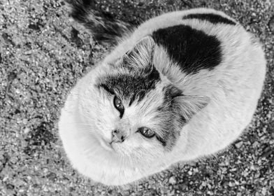 CloseUp portrait of a cat 