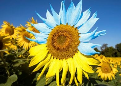 Sunflower in Ukraine color