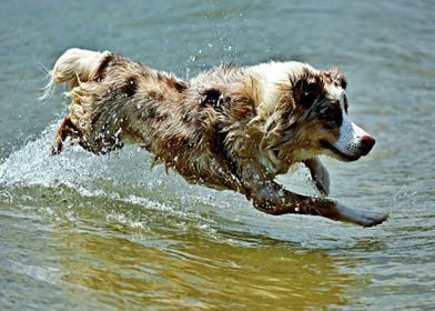 Dog Playing In The Sea