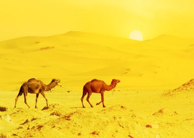 Two Camels and the Sun
