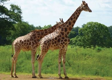 Giraffes