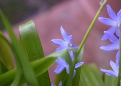 Scilla Lingulata 1