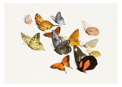 Butterflies Art print