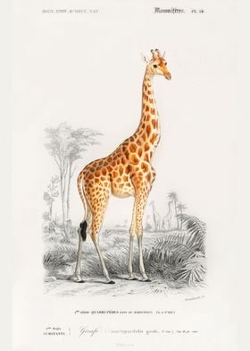 Giraffe illustration