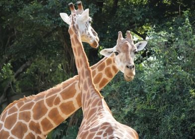 Giraffes