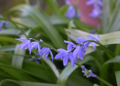 Scilla lingulata 3