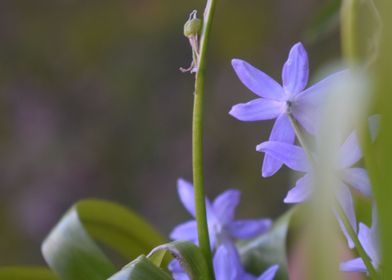 Scilla lingulata 2