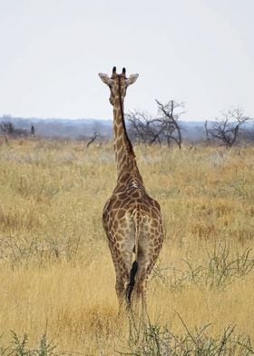 Giraffe