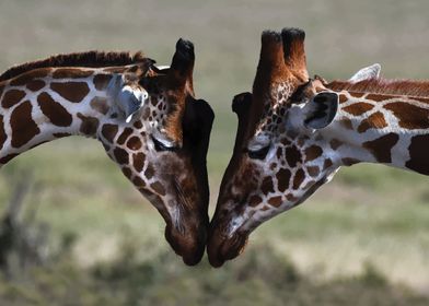 Giraffes