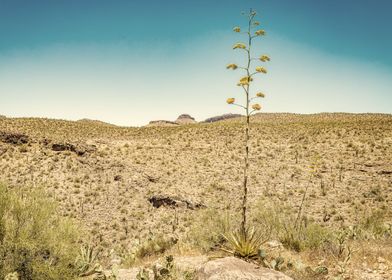 Century Plant in Arizona