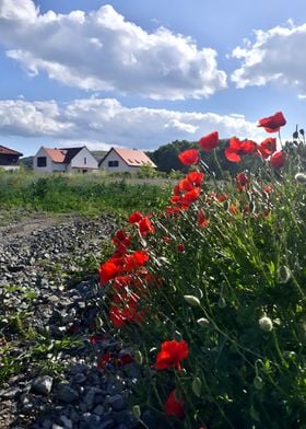 Suburbia poppy streeet