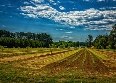 Georgia Pecan Tree Orchard