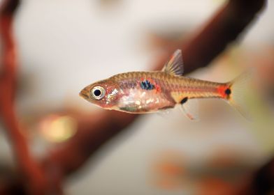 Dwarf Rasbora maculata