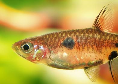 Dwarf Rasbora maculata