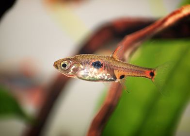 Dwarf Rasbora maculata